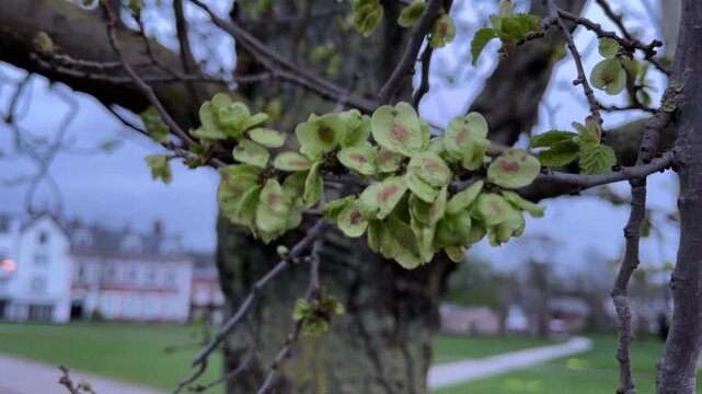 Exeter elm - samaras / fruit / seeds
