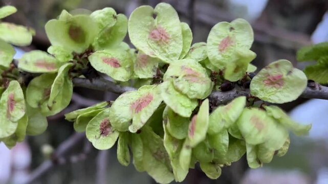 Exeter elm - samaras / fruit / seeds