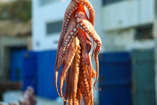 Fresh octopus drying in the Greek sun to prep for a traditional Mediterranean dinner in Greece. The tentacles are being tenderized while hanging outside all day. 