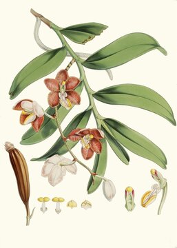 Vanda cathcarti, syn. Esmeralda cathcartii, evergreen epiphytic orchid that grows in cool, shady forests in the Himalayas, Sikkim, Nepal and Bhutan