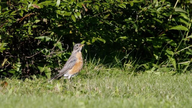A robin rests peacefully in the bright summer grass, nestled beside a leafy thicket in Canada&rsquo;s beautiful province of Nova Scotia