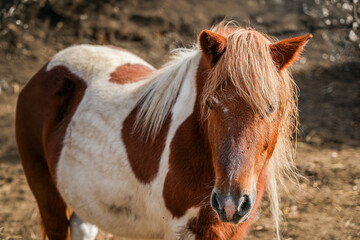 Brown and white pony with long mane looking at camera in outdoor paddock  © Yana Slavova