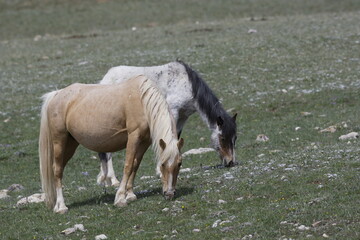 Wild horses grazing in Wyoming © willtu