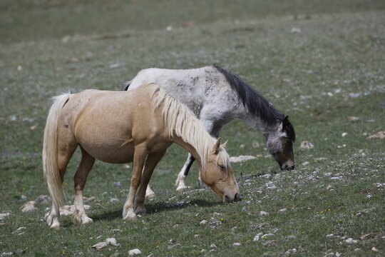 Wild horses grazing in Wyoming