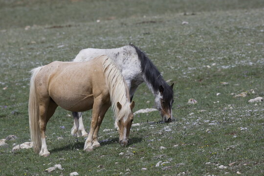 Wild horses grazing in Wyoming