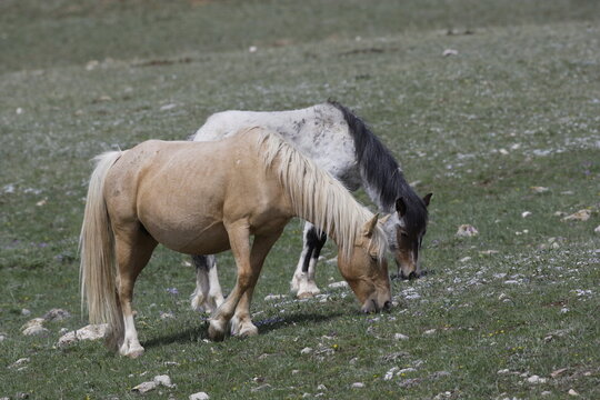 Wild horses grazing in Wyoming