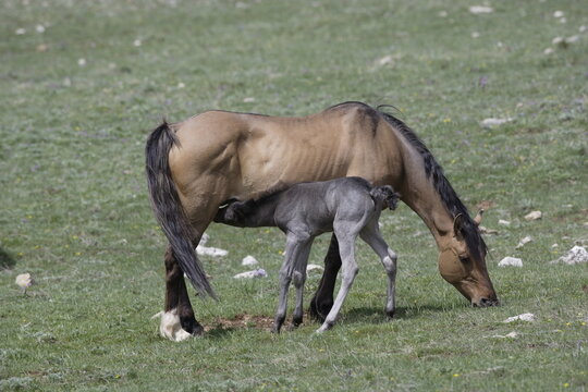 Wild mare horse feeding a foal in Wyoming