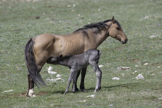 Wild mare horse feeding a foal in Wyoming