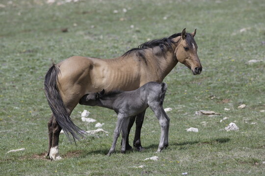 Wild mare horse feeding a foal in Wyoming