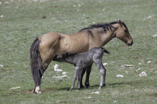 Wild mare horse feeding a foal in Wyoming