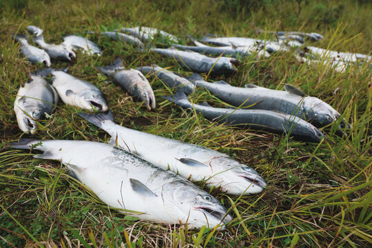 Fresh catch of Coho salmon fish on a successful fishing trip in Alaska