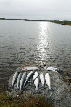 Fresh catch of Coho salmon fish on a successful fishing trip in Alaska