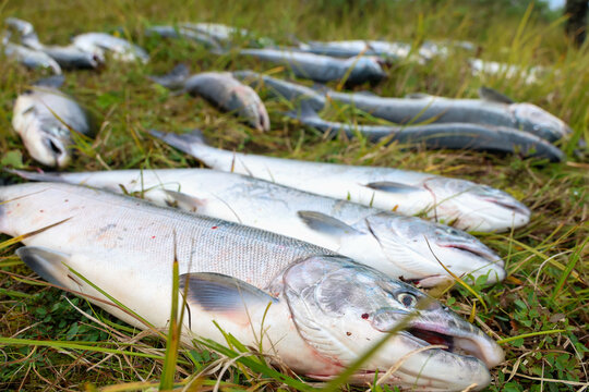 Fresh catch of Coho salmon fish on a successful fishing trip in Alaska