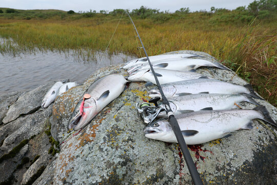 Fresh catch of Coho salmon fish on a successful fishing trip in Alaska