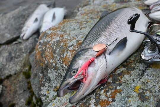Fresh catch of Coho salmon fish on a successful fishing trip in Alaska