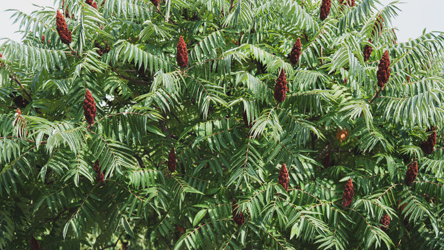 Dense foliage background of staghorn sumac tree with green pinnate leaves and vibrant red fruiting clusters on a sunny day.