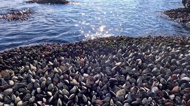 A colony of Mediterranean mussels (Mytilus galloprovincialis, family Mytilidae, class Bivalvia, phylum Mollusca) covers a rocky shore in the intertidal zone of the Black Sea.