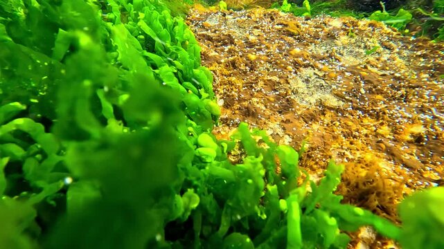 Green macroalgae of the genus Ulva (sea lettuce) and Enteromorpha growing in the coastal zone of the Black Sea.