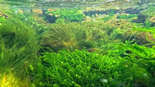 The foreground of the underwater photograph taken in the Black Sea features bright green macroalgal growth belonging to the family Ulvaceae