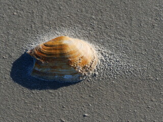 textured yellowish brown clam shell resting on fine, wet gray beach sand, casting a distinct dark shadow to its left under bright daylight © Christian Bunge
