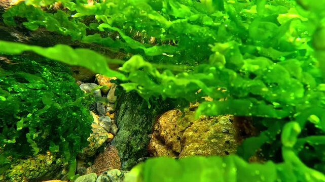 The foreground of the underwater photograph taken in the Black Sea features bright green macroalgal growth belonging to the family Ulvaceae