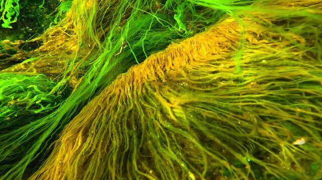 Green macroalgae of the genus Ulva (Ulva intestinalis or Ulva lactuca) growing in the coastal ecosystem of the Black Sea.