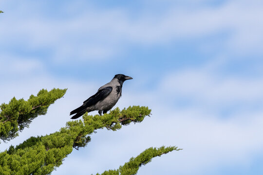 Hooded crow atop a conifer