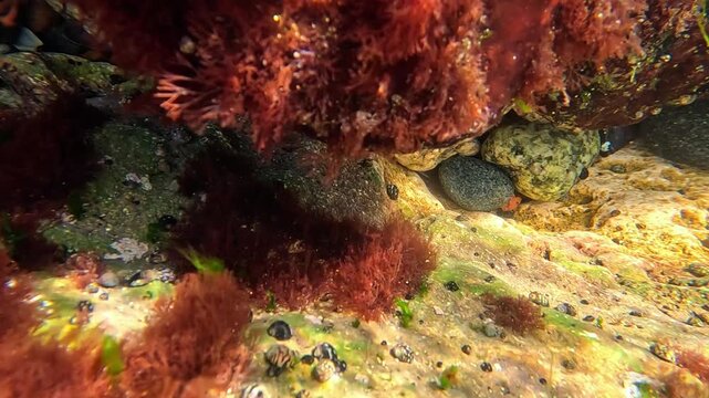 A coastal ecosystem of the Black Sea in which the rocky substrate is dominated by red filamentous algae belonging to the family Ceramiaceae, particularly the genus Ceramium