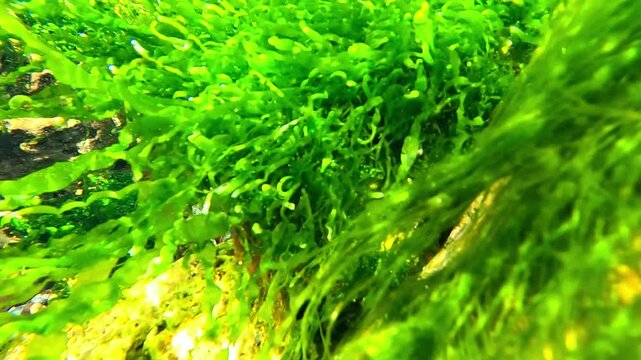 Green macroalgae of the genus Ulva (Ulva intestinalis or Ulva lactuca) growing in the coastal ecosystem of the Black Sea.
