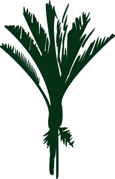 green nikau palm tree illustration