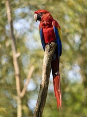 Scarlet macaw (Ara macao) © Hana