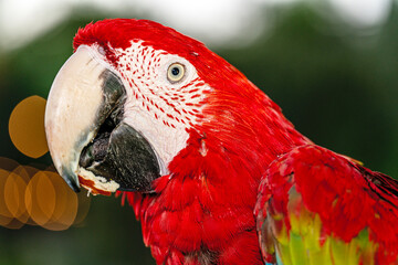 Colorful parrot eating traditional Turkish bagel simit.  © Selcuk