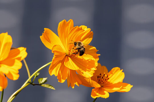 Bumblebee, which is a member of the genus Bombus on an orange Cosmos flower in a pollinator garden with a backdrop of solar panels.  Bees and solar panels form a sustainable climate change alliance.