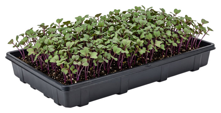 Dense green seedlings growing in a tray on transparent background