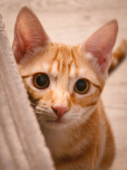 Orange Cat © ChuYuan Photography