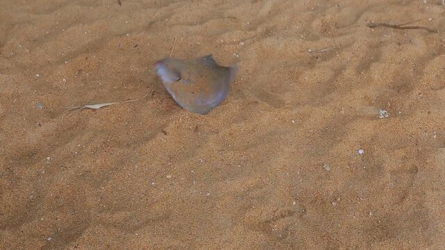 Fisherman holding a caught stingray with his foot