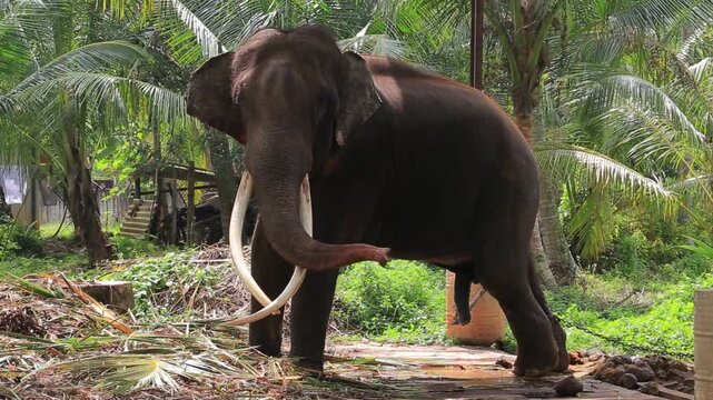 Majestic Asian elephant with large tusks in Sri Lanka