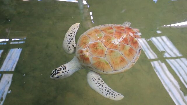 Rare albino green sea turtle swimming in Sri Lanka