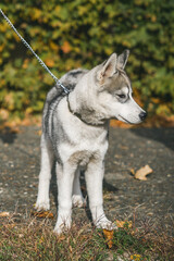 A cute husky puppy standing on a chain leash in an autumn park. © PAVEL GERASIMENKO