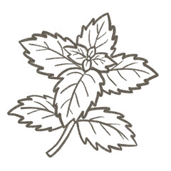 Cute fresh mint leaves line art coloring page herb vegetable hand drawn illustration isolated © Natina