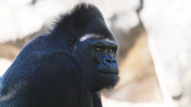 Silverback gorilla stands among trees at a zoo during daylight