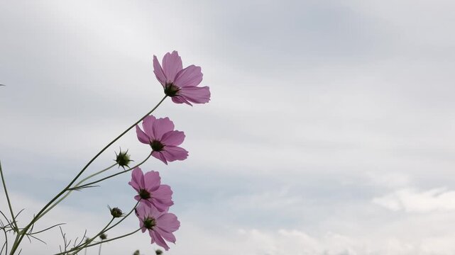 ピンクと白の花が咲く秋のコスモス畑