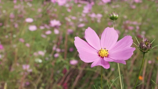 ピンクと白の花が咲く秋のコスモス畑