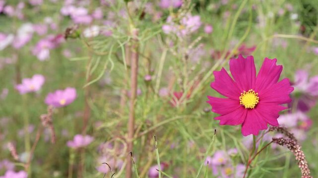 ピンクと白の花が咲く秋のコスモス畑