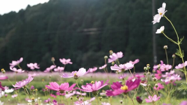 ピンクと白の花が咲く秋のコスモス畑
