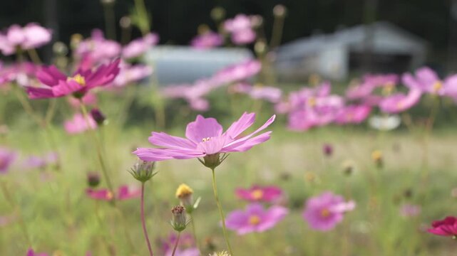 ピンクと白の花が咲く秋のコスモス畑