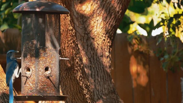 Western scrub jay feeds on seeds from a metal bird feeder hanging outdoors
