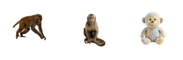 Cute Monkey Character and Wild Primate Set Isolated on Transparent Background PNG PNGs for Animal Education Materials, Nursery Decor, Wildlife Illustration, Children Book Design, Zoo Marketing, and Pl © michael