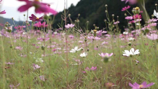 風に揺れるピンクと白のコスモス畑