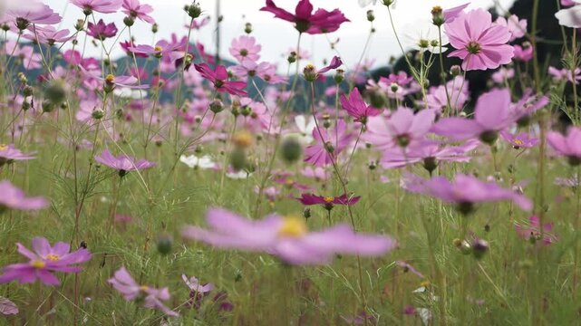 風に揺れるピンクと白のコスモス畑